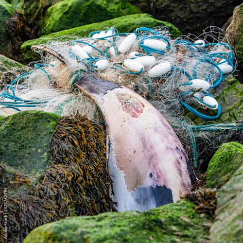 Dolphin on rocks photo