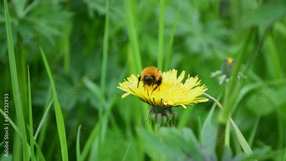 A bumblebee on a dandelion feeds on nectar, collects pollen and flies away. A bumblebee on a dandelion feeds on nectar, collects pollen and flies away.