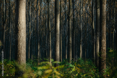 Woodland