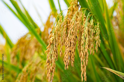 close up of  rice photo