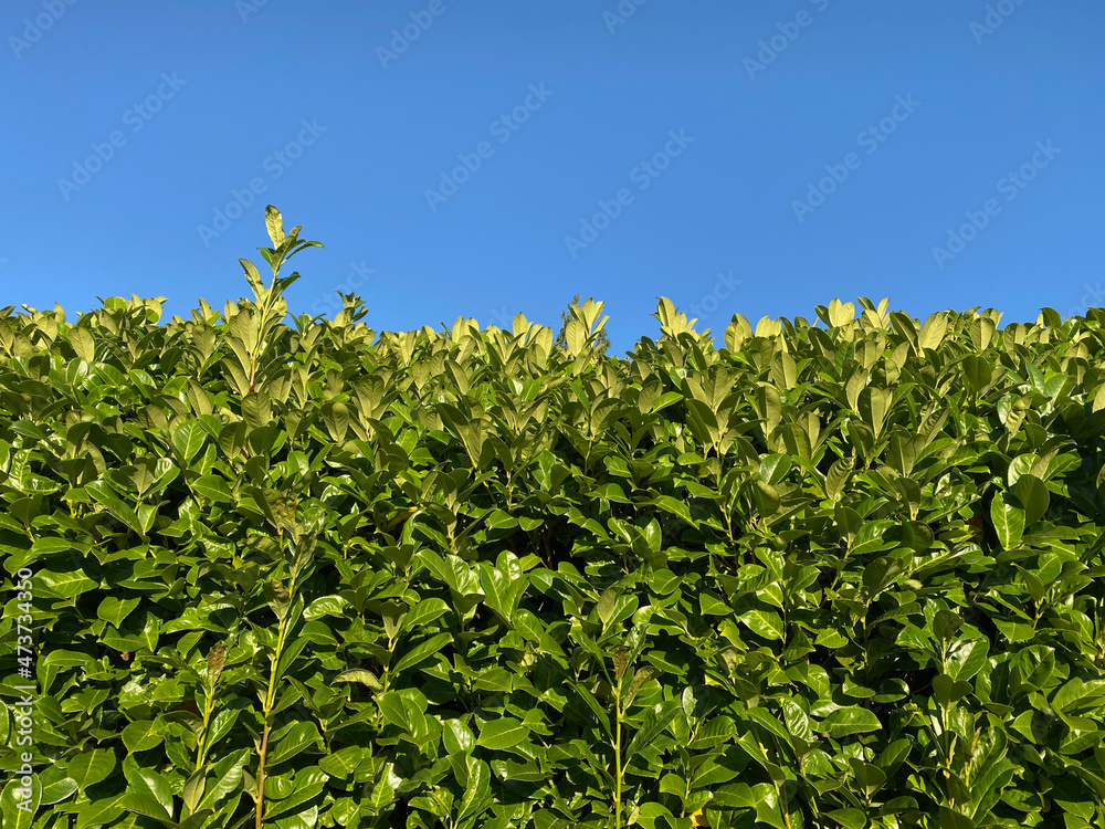 hedge and clear blue sky hedge and clear blue sky