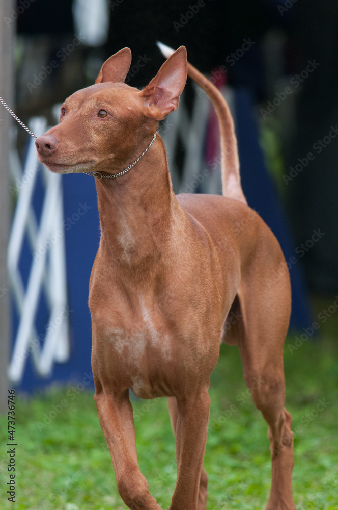 Pharaoh Hound standing at a dog show in NY