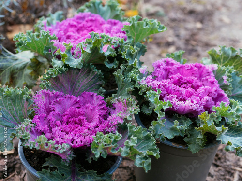 Purple ornamental kale photo