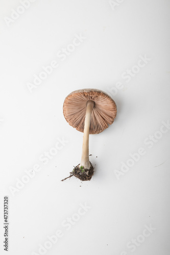 mushroom fungus with white background photo