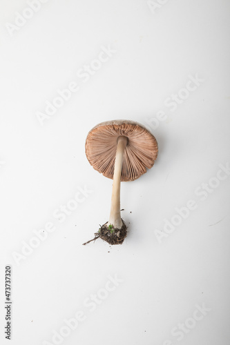 mushroom fungus with white background