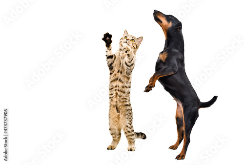 Playful Jagdterrier dog and kitten Scottish Straight standing together on hind legs isolated on white background photo