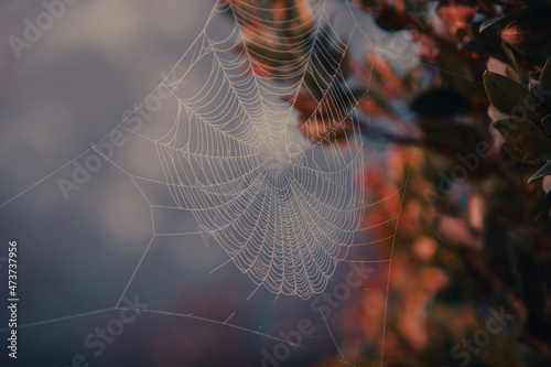 Spider web photo