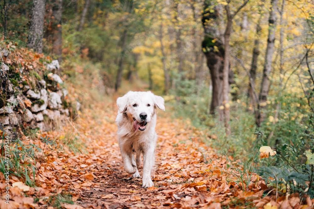 A lovely dog running through the woods in autumn A lovely dog running through the woods in autumn