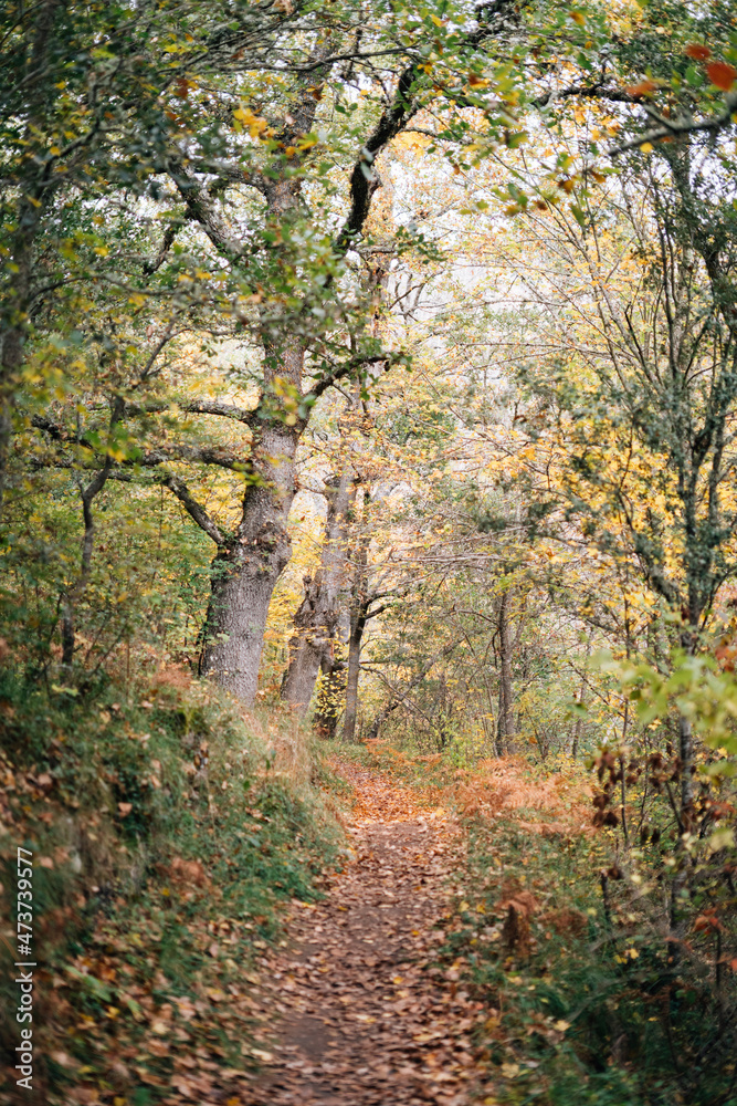 Path in a forest in autumn