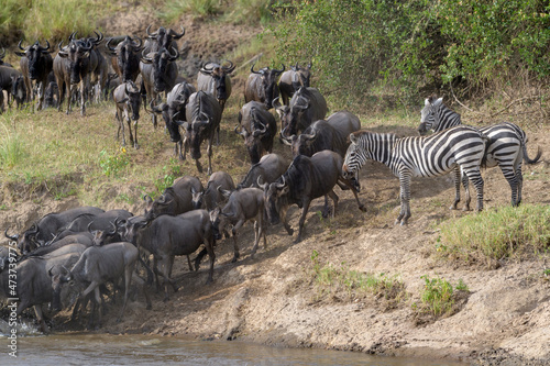 Blue wildebeest  brindled gnu  Connochaetes taurinus  herd crossing the Mara river watched by zebra  Serengeti national park  Tanzania.