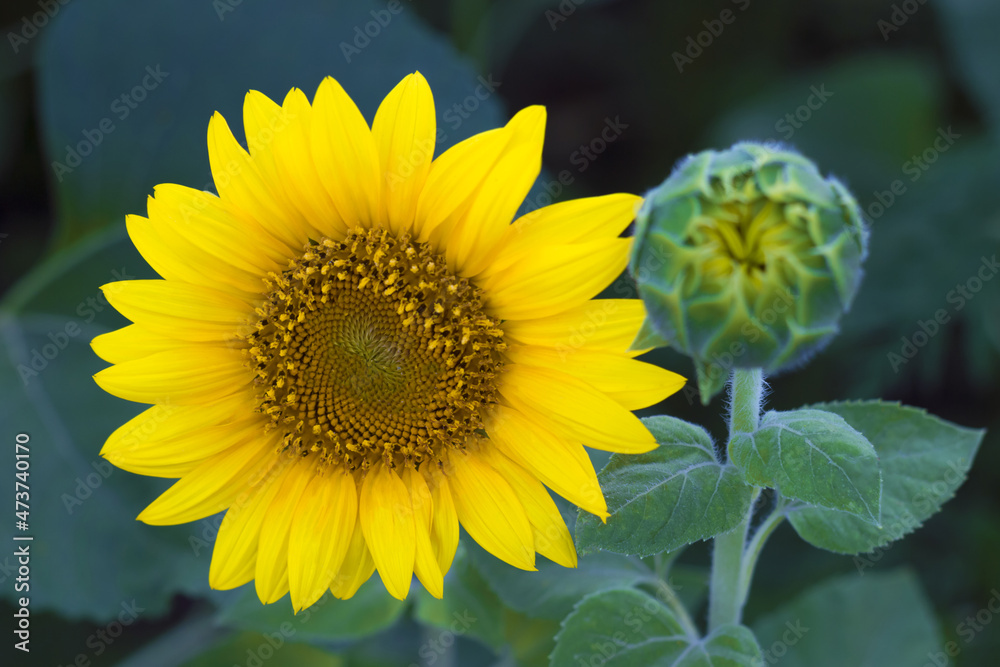 Obraz premium Sunflower and flowerbud in the field