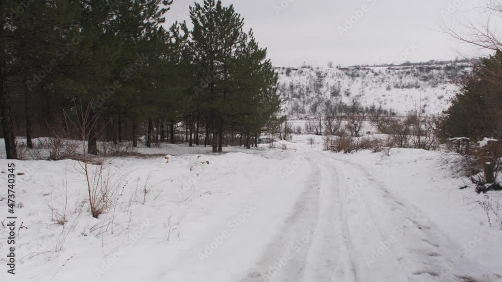 Winter snowy forest. Beautiful pine forest in the snow Winter snowy forest. Beautiful pine forest in the snow