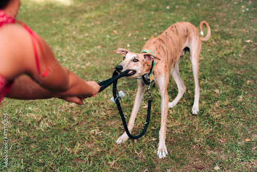 Dog biting his leash photo