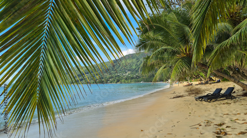 Palm trees on the beach in Seychelles 