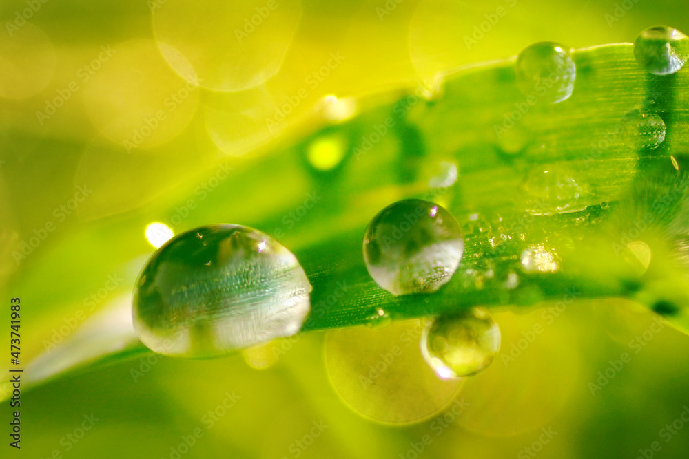 Beautiful close-up image of round drops of water or dew in nature with reflection on surface of green leaf of grass. Beautiful close-up image of round drops of water or dew in nature with reflection on surface of green leaf of grass.