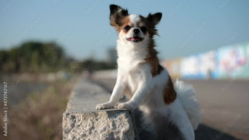 small funny chihuahua pet dog waving paw welcome during outdoor obedience activity small funny chihuahua pet dog waving paw welcome during outdoor obedience activity
