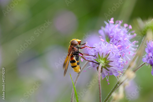  hornet mimic hoverfly on purple flower photo