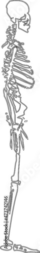 Human skeleton vector line art illustration isiolated