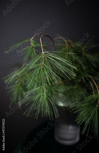 Himalayan Pine Branches (Pinus Wallichiana,Bhutan Pine) photo