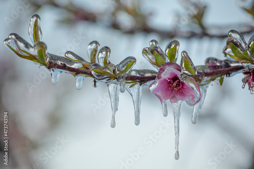 frozen fruit flowers photo
