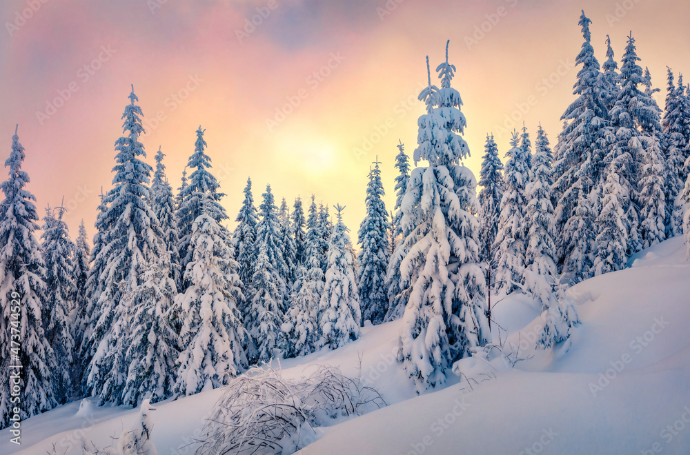 Colorful winter view of mountain forest. Misty sunrise in Carpathian mountains, Ukraine, Europe. Frosty outdoor scene of fir trees covered by fresh snow. Beauty of nature concept background.