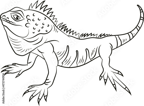  Animals  black and white image of iguana. Coloring for children.