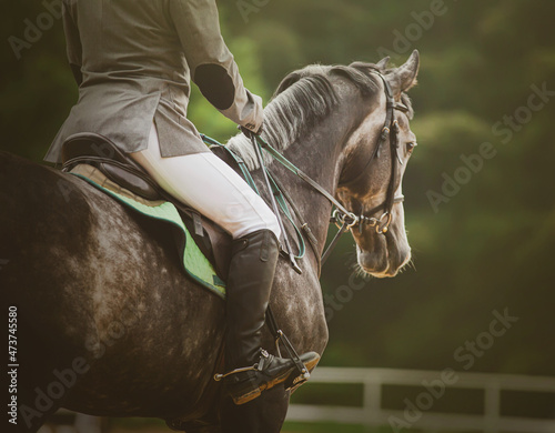 A beautiful dark gray dappled horse with a rider in the saddle gallops on a summer day against the background of green foliage of trees. Equestrian sports. Horse riding. photo
