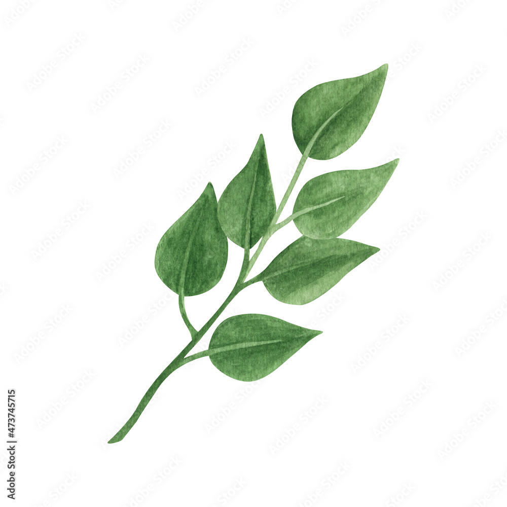 Hand drawn boho green leaf. Watercolor illustration leaves for wedding decoration and arrangements. Hand drawn boho green leaf. Watercolor illustration leaves for wedding decoration and arrangements.