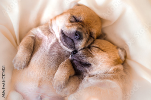 Newborn puppies in sweet dreams © Willy Mobilo