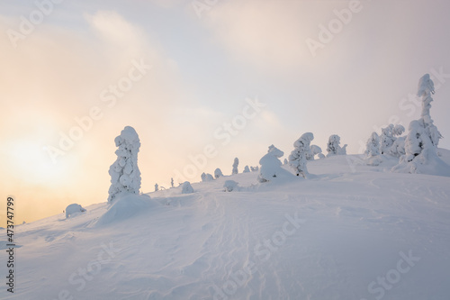 Charming winter trees in the Carpathians covered with frost and snow. Frosty weather.Sunny day. Photo of greeting cards. Christmas background.