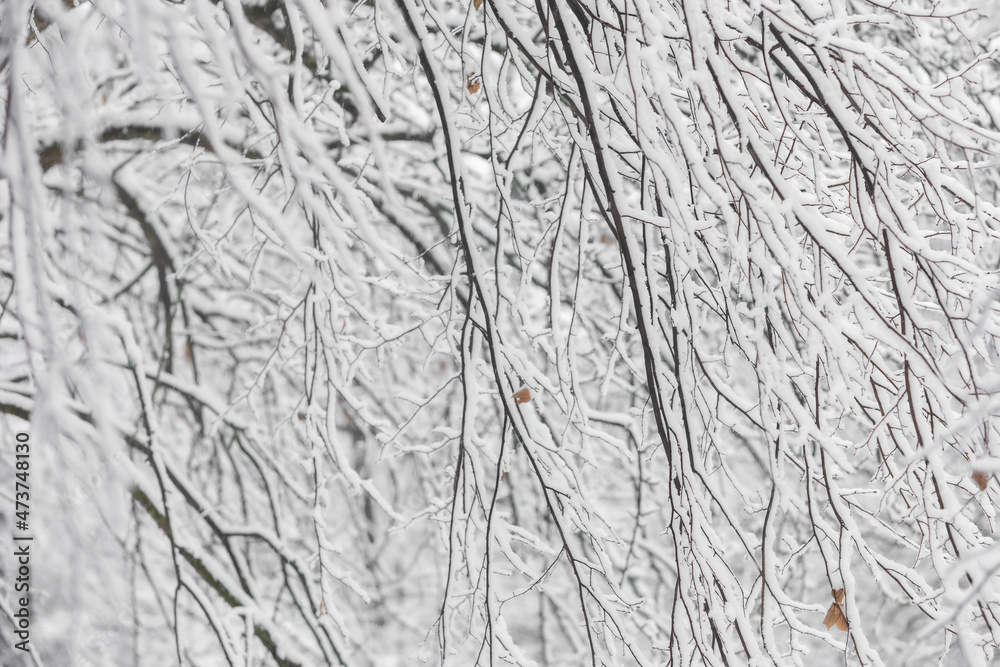 Winter tree branches in snow - obrazy, fototapety, plakaty 