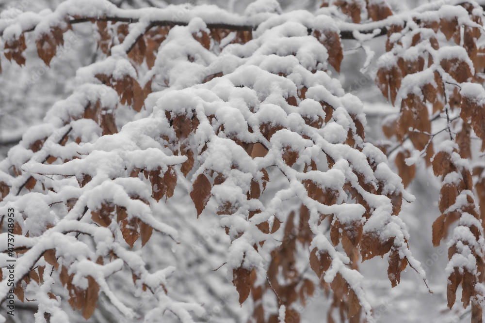 Winter tree branches in snow