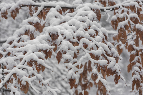 Winter tree branches in snow