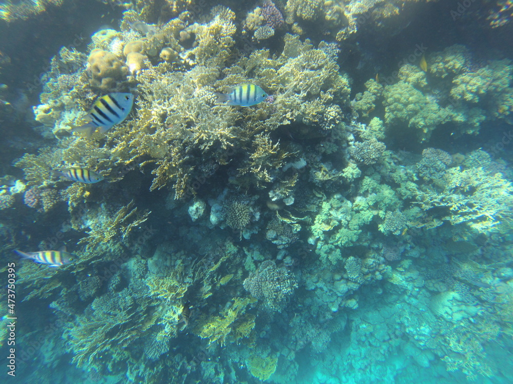 Fototapeta premium Sharm El Sheikh, Egipto