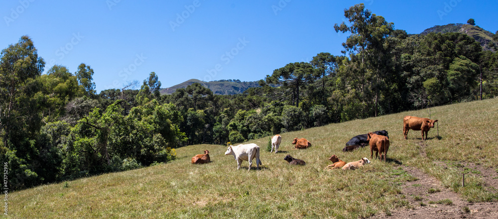 Rural landscape with cattle in the countryside in southern Brazil