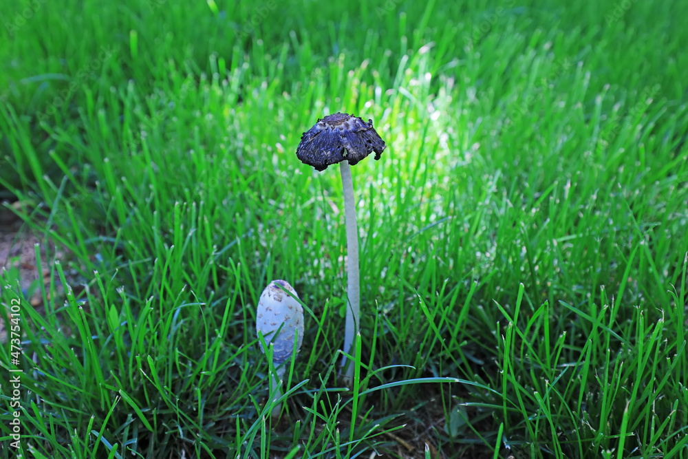 The small mushrooms in the grass are in the wild, North China The small mushrooms in the grass are in the wild, North China