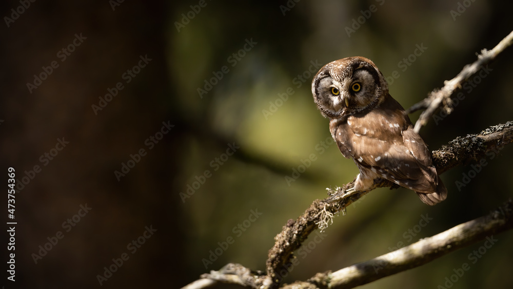 Alert boreal owl, aegolius funereus, sitting on a branch in spring forest with copy space. Attentive wild bird of prey resting on a tree with dark blurred background. Animal standing still on twig. Alert boreal owl, aegolius funereus, sitting on a branch in spring forest with copy space. Attentive wild bird of prey resting on a tree with dark blurred background. Animal standing still on twig.