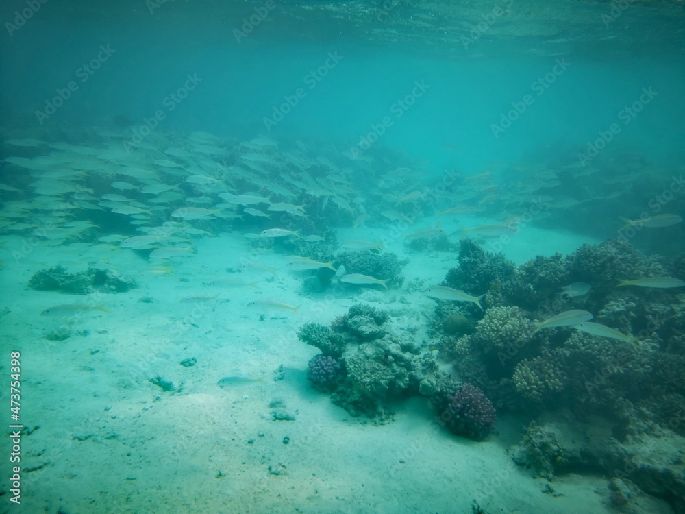 Fototapeta premium Sharm El Sheikh, Egipto