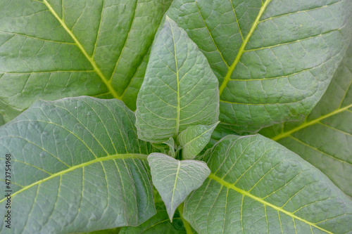 close-up photo of tobacco leaves Agriculture works in rural areas, farmers grow tobacco fields. © เลิศลักษณ์ ทิพชัย