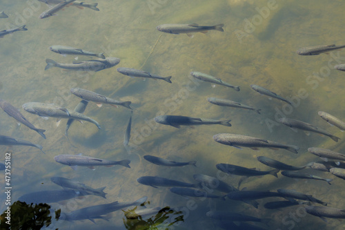 natural lake carp fish photo