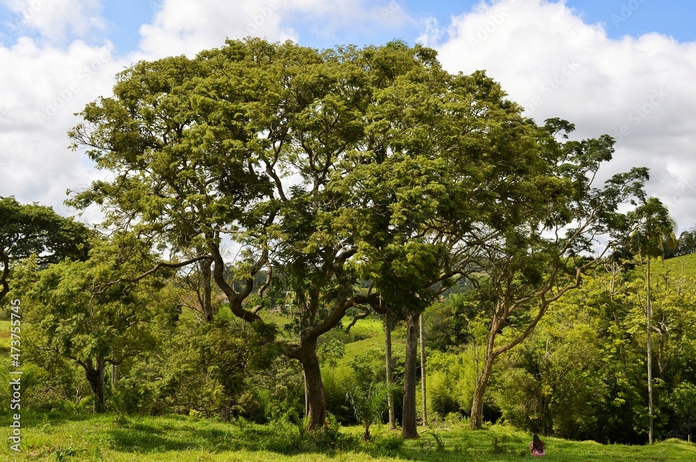 big tree in the park