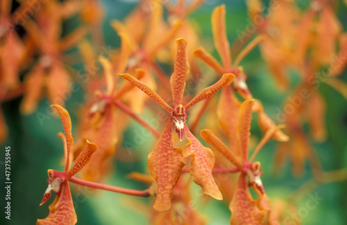 MALAYSIA ORCHID FLOWERS photo