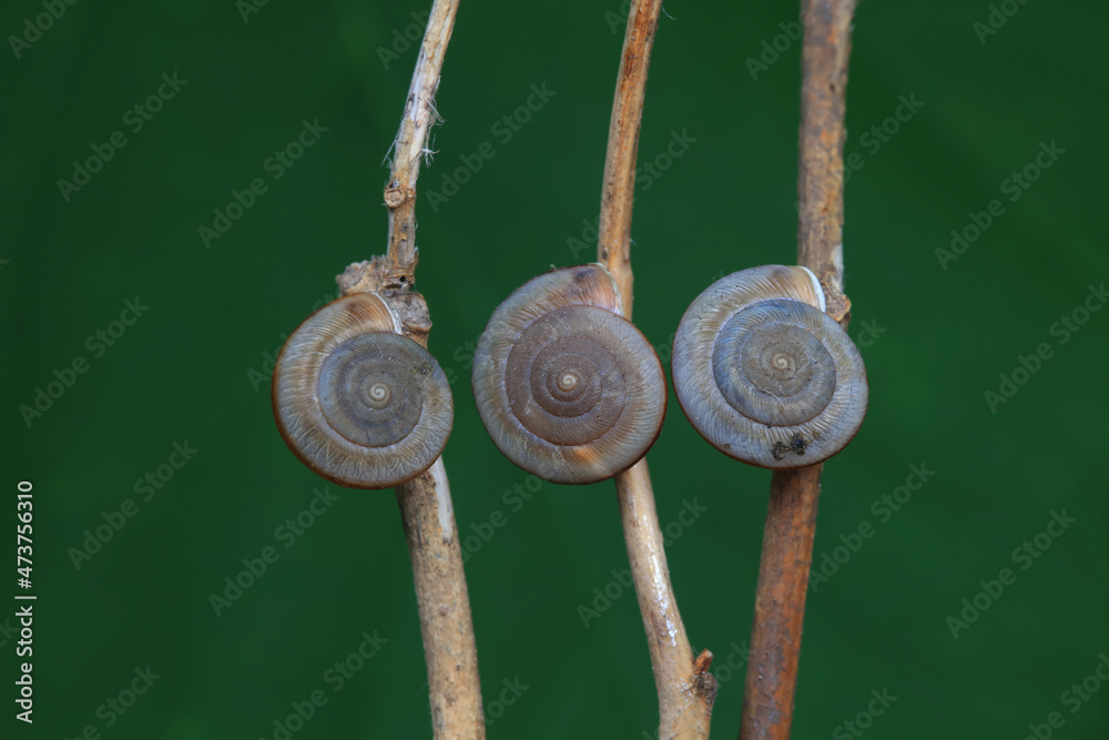 Snails on wild plants, North China Snails on wild plants, North China