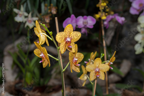 yellow orchid flower