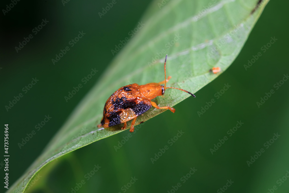Naklejka premium Hispidae family insect crawl on plants, North China