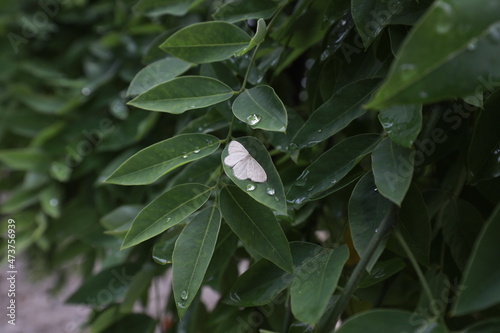 Moths on green plants  North China