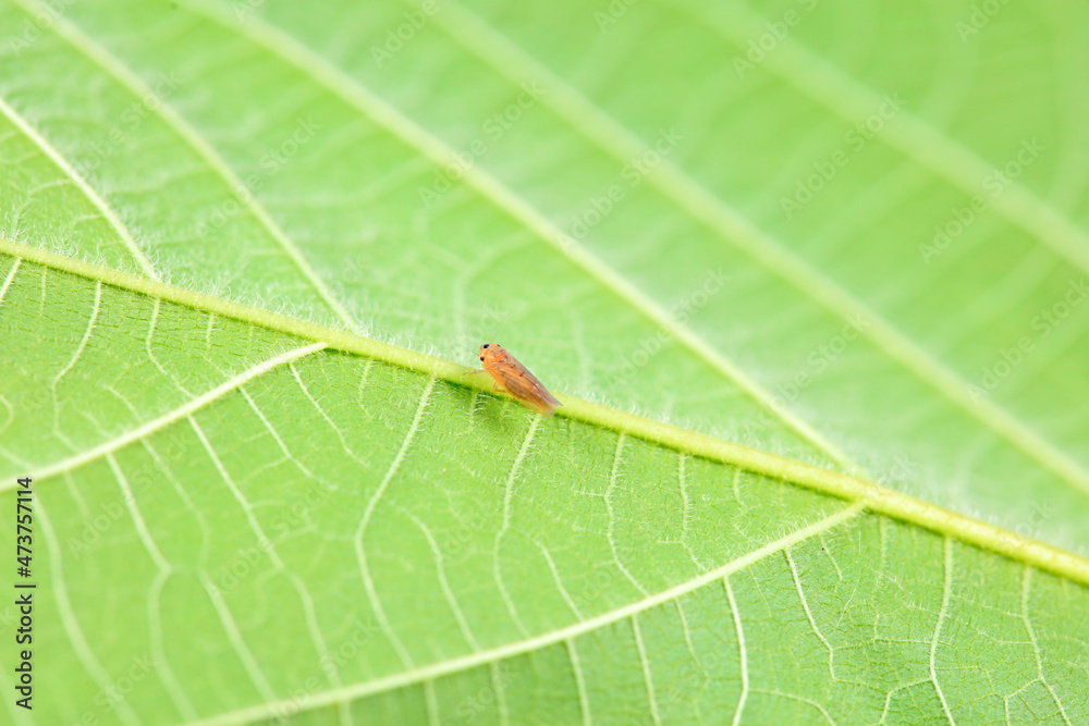 Leaf cicada on wild plants, North China Leaf cicada on wild plants, North China