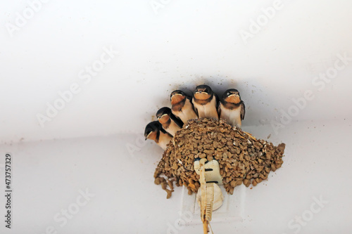 The little swallow waited for his parents to come and feed him in a nest © zhang yongxin