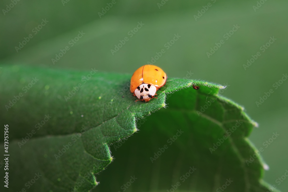 Ladybugs on wild plants, North China Ladybugs on wild plants, North China