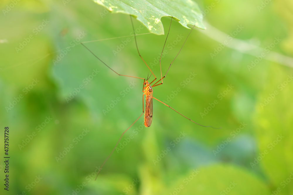 mosquito insect in the wild, North China mosquito insect in the wild, North China
